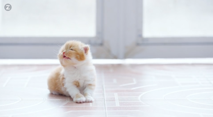 猫_プレースホルダー